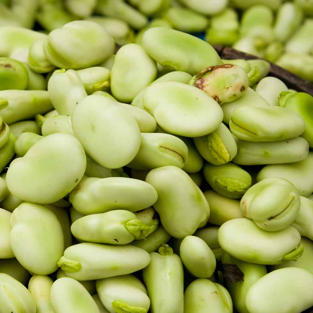 ถั่วปากอ้า