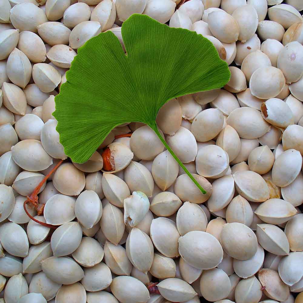 แปะก๊วย