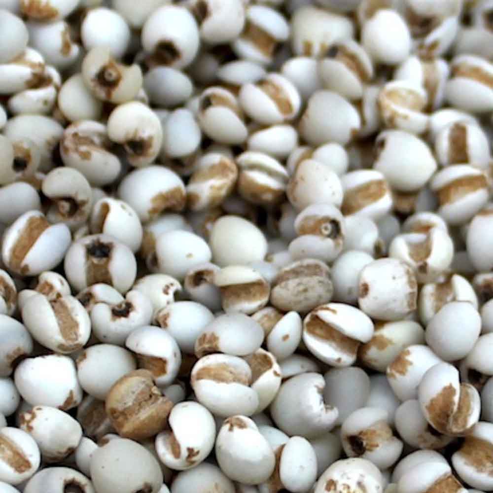 ลูกเดือย