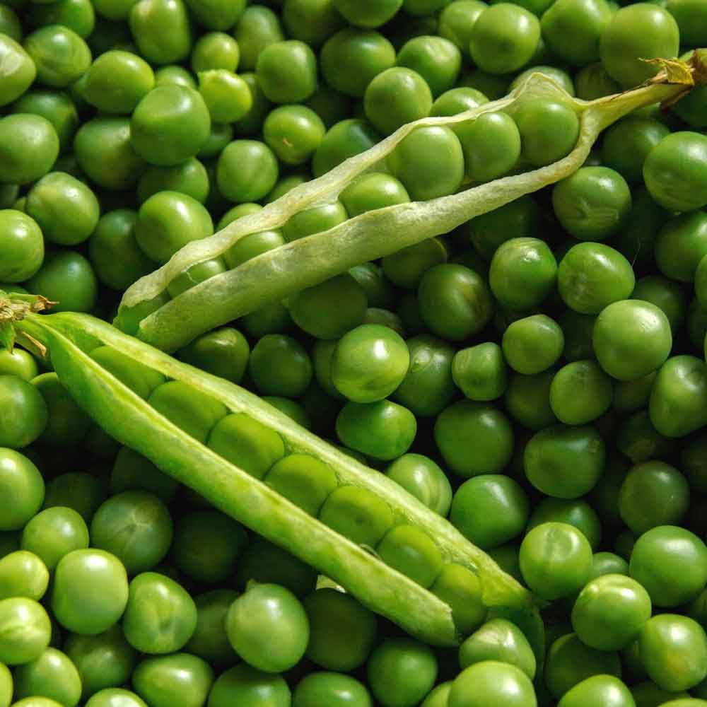 ถั่วลันเตา