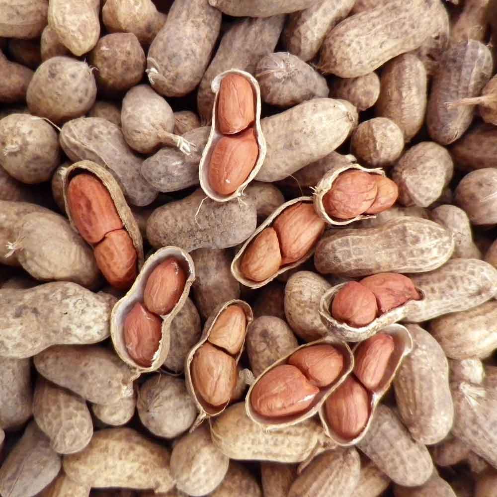 ถั่วลิสง