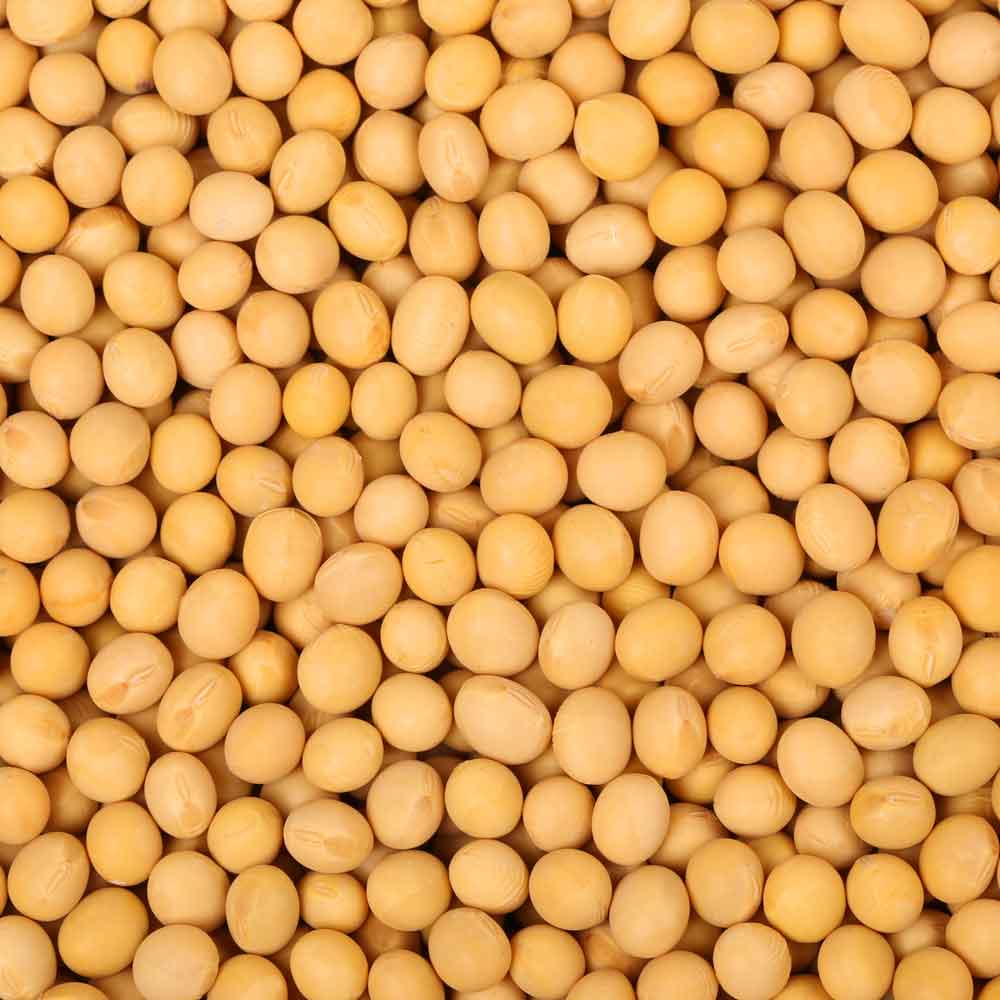 ถั่วเหลือง