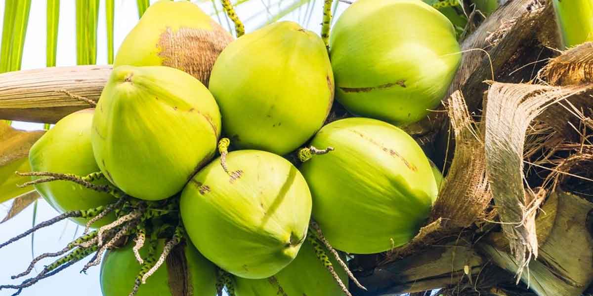 มะพร้าว