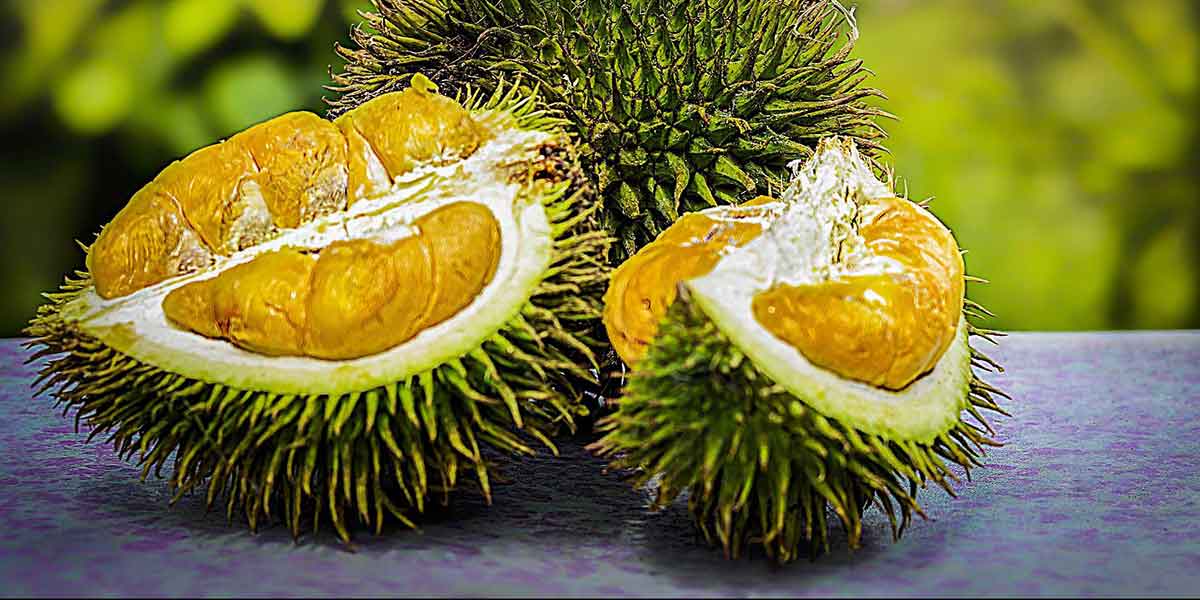 ทุเรียน