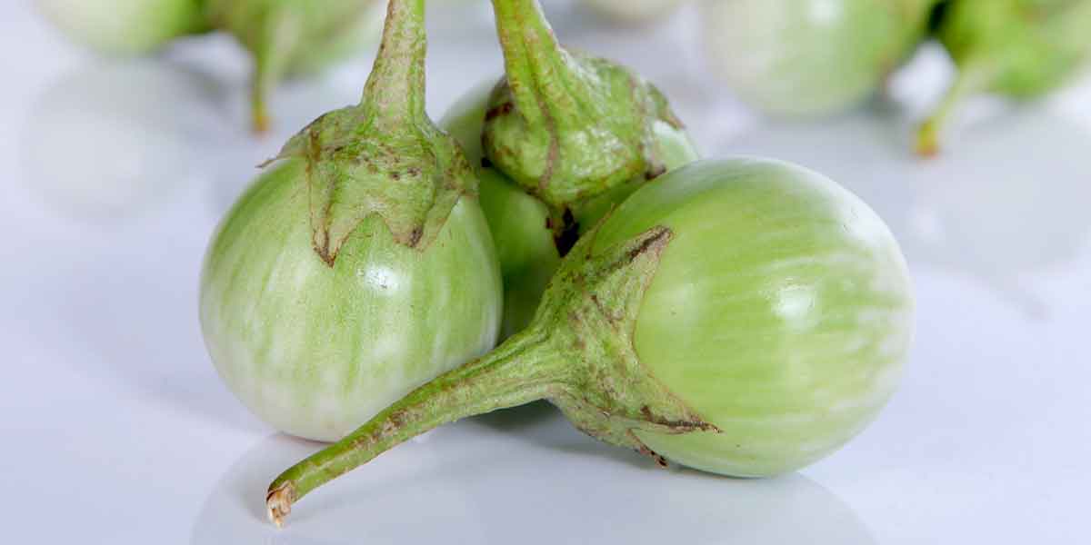 มะเขือเปราะ