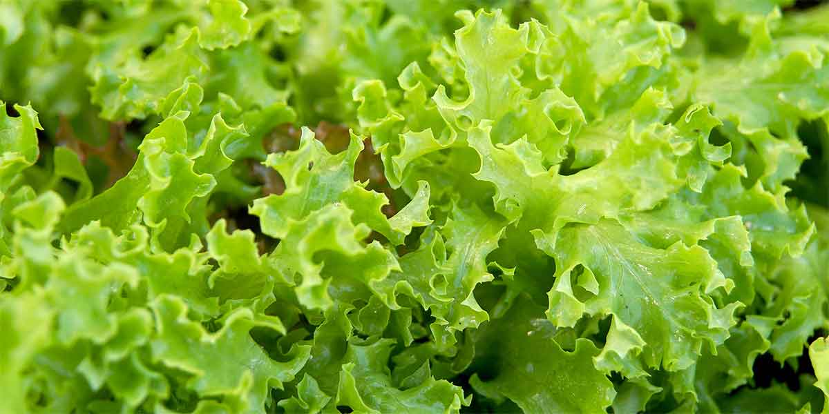 ผักกาดหอม