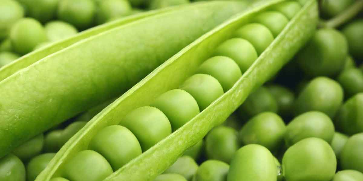 ถั่วลันเตา