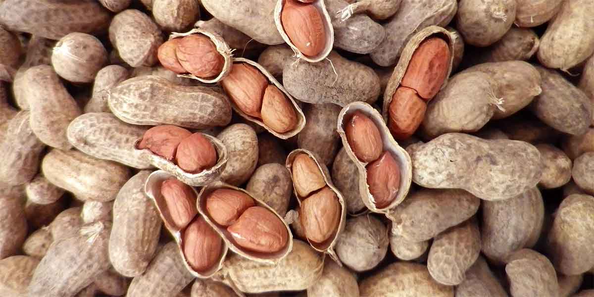 ถั่วลิสง